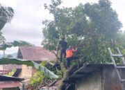 BPBD Padang Evakuasi Pohon Tumbang Rusak Rumah Lansia