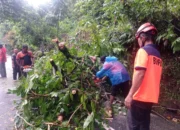 respons-cepat-bpbd-padang,-jalur-padang-painan-kembali-lancar-usai-pohon-tumbang-dievakuasi