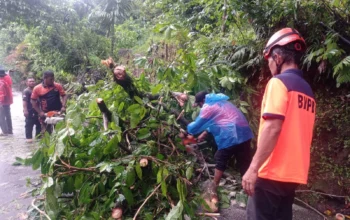 BPBD Padang Evakuasi Pohon Tumbang di Jalur Padang-Painan
