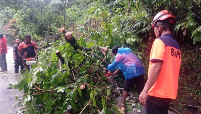 BPBD Padang Evakuasi Pohon Tumbang di Jalur Padang-Painan