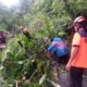 respons-cepat-bpbd-padang,-jalur-padang-painan-kembali-lancar-usai-pohon-tumbang-dievakuasi