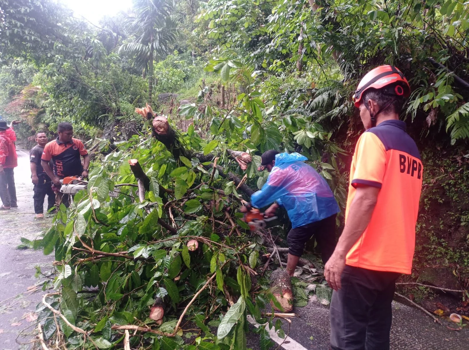 respons-cepat-bpbd-padang,-jalur-padang-painan-kembali-lancar-usai-pohon-tumbang-dievakuasi
