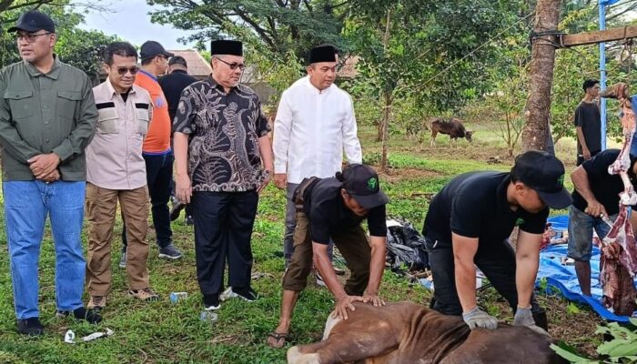 Bank Nagari Salurkan Puluhan Hewan Kurban Bagi Masyarakat Sumbar