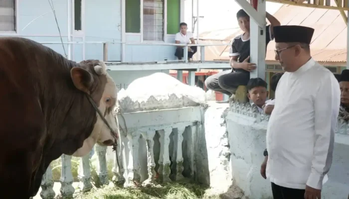 Bupati Tanah Datar Serahkan Sapi Kurban Presiden Untuk Warga