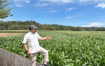 Rahmat Saleh Tinjau Program Jagung Nasional di Pessel