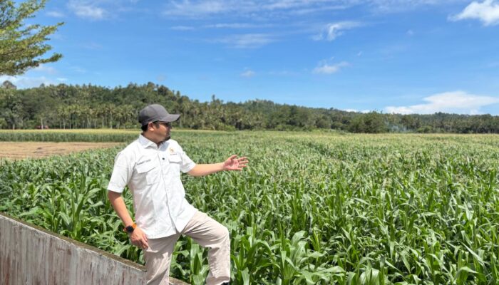 Rahmat Saleh Tinjau Program Jagung Nasional di Pessel