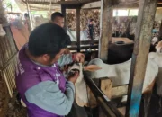 Tim Keswan Padang Intensifkan Cek Sapi Kurban Jelang Iduladha