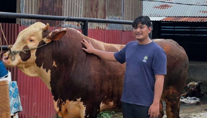 Melihat Sapi Kurban Presiden ‘Malboro’ Seberat Satu Ton di Sumbar