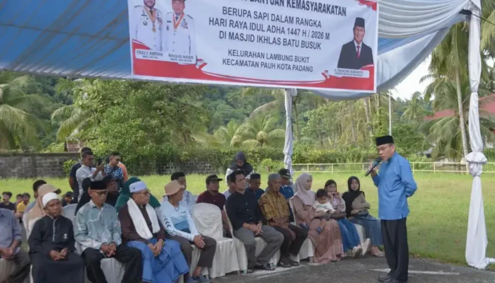 Warga Pauh Terima Sapi Kurban Bantuan Presiden Prabowo Subianto Seberat 964 Kg