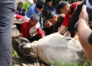 Wawako Padang Apresiasi Aksi Sosial Kurban Kwarda Pramuka Sumatera Barat