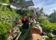 Hujan dan Angin Kencang Tumbangkan Pohon di Kota Padang