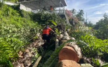 Hujan dan Angin Kencang Tumbangkan Pohon di Kota Padang