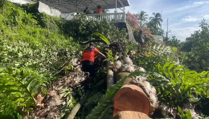 Hujan dan Angin Kencang Tumbangkan Pohon di Kota Padang