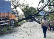Truk Tabrak Pohon hingga Tutupi Jalur Padang-Solok