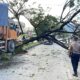 satu-unit-truk-hantam-pohon-trembesi-hingga-tumbang-di-jalur-padang-solok