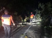diterpa-angin-kencang,-pohon-tumbang-sempat-putus-akses-jalan-di-bungus-padang