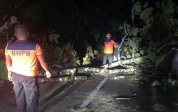 BPBD Padang Bersihkan Pohon Tumbang di Bungus Teluk Kabung