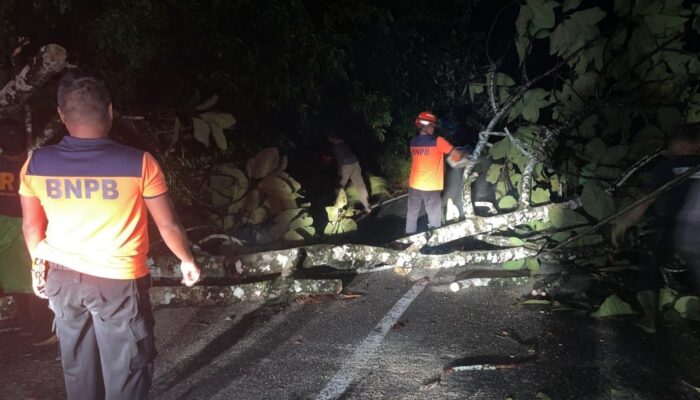 BPBD Padang Bersihkan Pohon Tumbang di Bungus Teluk Kabung