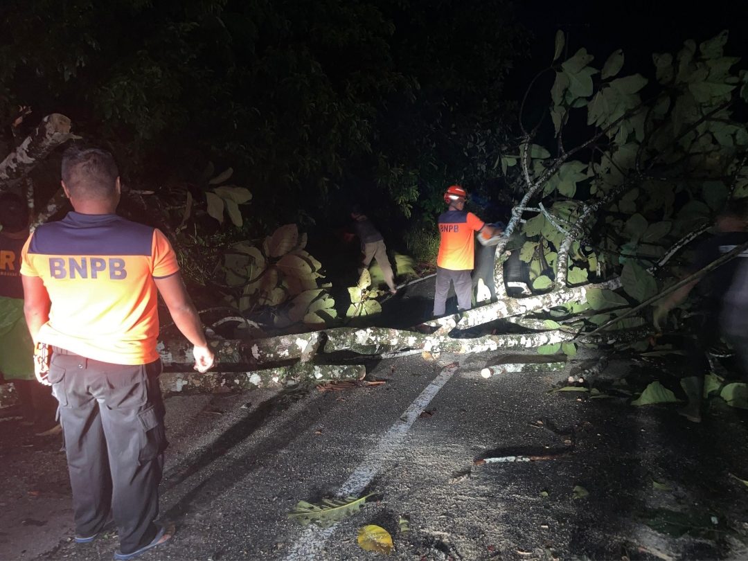 diterpa-angin-kencang,-pohon-tumbang-sempat-putus-akses-jalan-di-bungus-padang