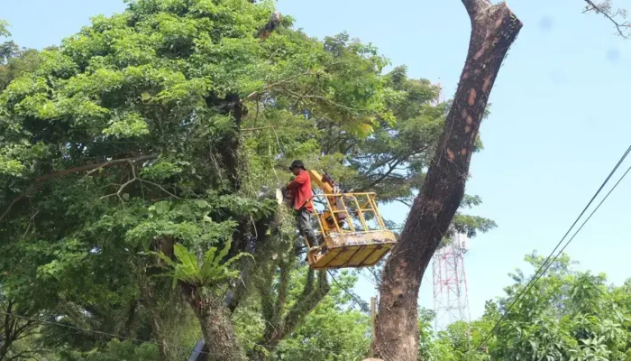 Prioritas Keselamatan Warga, DLH Padang Intensifkan Pemangkasan Pohon