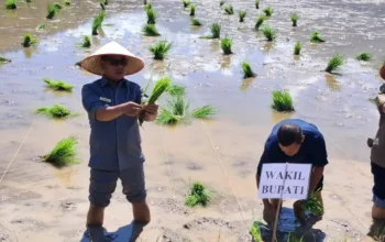 Tingkatkan Produksi Pangan, Pemkab Pessel Optimalkan Lahan Pertanian