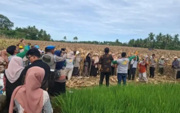 Pemko Padang Pulihkan Produktivitas Lahan Pertanian via Program Alih Komoditi