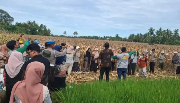 Pemko Padang Pulihkan Produktivitas Lahan Pertanian via Program Alih Komoditi