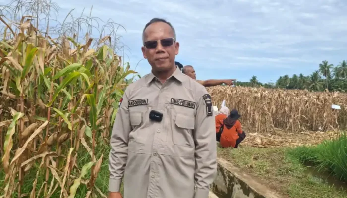 Tingkatkan Produktivitas Petani, Dinas Pertanian Padang Salurkan Pupuk Berkualitas