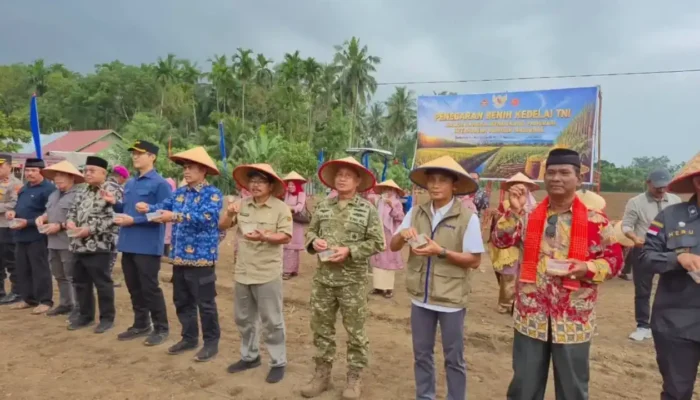 TNI AL dan Pemkab Agam Perkuat Ketahanan Pangan Lewat Panen Raya Kedelai