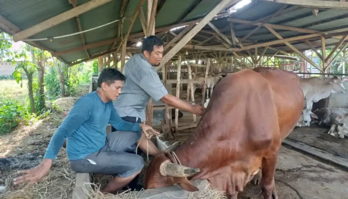 Pemko Padang Gencarkan Vaksinasi PMK Gratis untuk Lindungi Hewan Ternak
