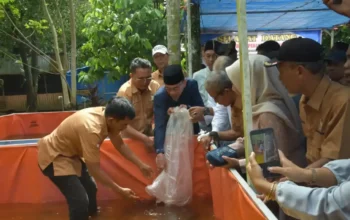 Perkuat Ketahanan Pangan, Wawako Padang Kembangkan Budidaya Lele di Kuranji