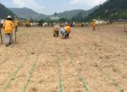 Dukung Ketahanan Pangan, Satgas TMMD/N dan Warga Buluh Kasok Tanam Jagung